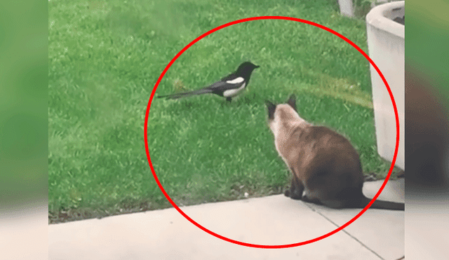 Gato quiere tomar sol en el patio, pero pájaro desbarata sus planes de la peor forma [VIDEO]