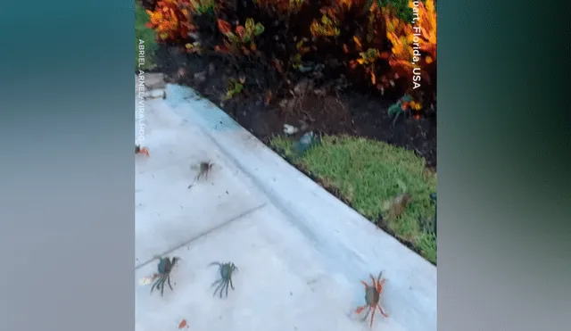 YouTube viral: hombre llega a su casa y encuentra cientos de cangrejos en la calle [VIDEO] 