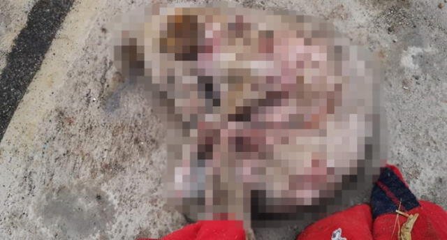 Dueño abandonó a perrita moribunda en basurero de Arequipa [VIDEO]