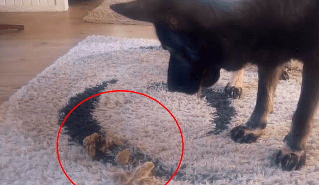 Facebook: perra que adoptó a codornices bebé cautiva al mundo por tierno gesto [VIDEO] 