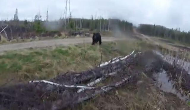 YouTube: Espeluznante video muestra el inesperado ataque de un oso a un cazador 