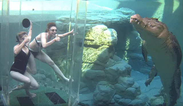 YouTube viral: chicas se sumergen en santuario de enorme cocodrilo y quedan horrorizadas 