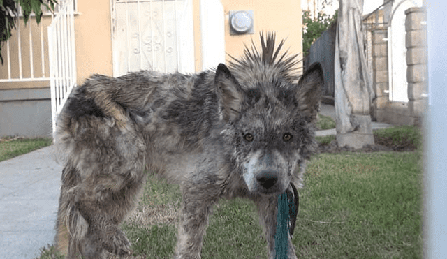 Desliza para ver las fotos de este perro que enamoró a todos en Facebook. Foto: Captura.