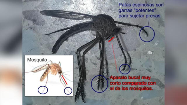 Gigantesco ‘mosquito’ deja aterrados a miles de usuarios con su espeluznante aspecto [FOTOS]