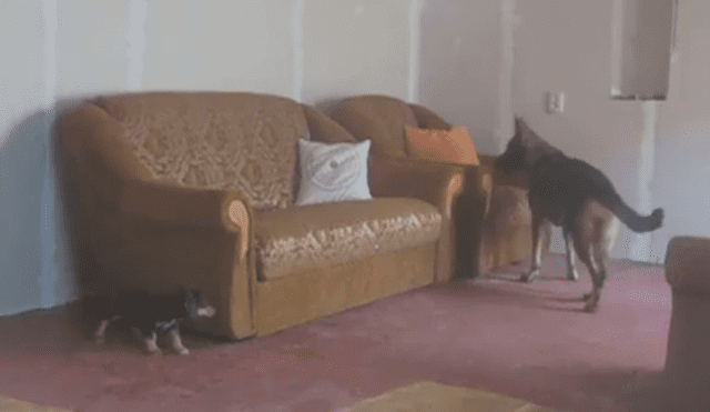 Video es viral en Facebook. Los dueños dejaron solos a sus perros en la sala de su casa y cuando regresaron a verlos, se llevaron una gran sorpresa