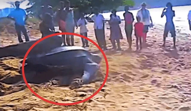 Vía Facebook: bañistas se aterran al ver una gigantesca criatura en orilla del mar [VIDEO]