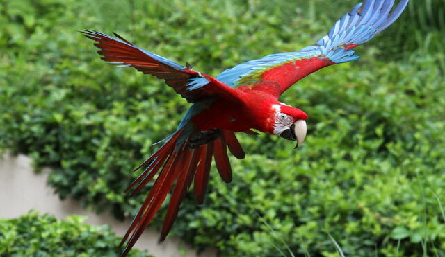 El Guacamayo rojo y verde es una de las aves que más se trafica en el Perú. (Foto: EFE)