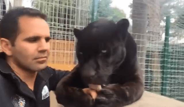 Un video viral de YouTube muestra el temible encuentro de un hombre con un feroz pantera.