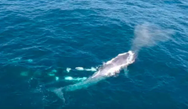 YouTube: video muestra el ataque coordinado de una manada de orcas contra una ballena azul