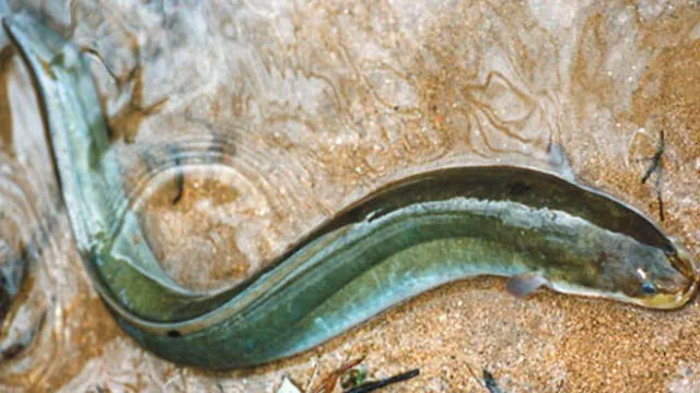Hombre casi muere luego de ingerir dos anguilas vivas para “curar su estreñimiento”