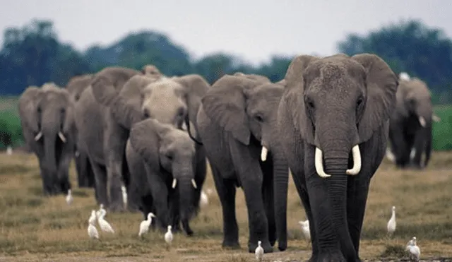 Los elefantes corren un gran riesgo con la polémica medida de los países del sur de África.