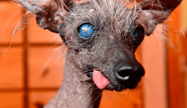 Facebook viral: muere el perro “más feo del mundo” y su dueña lo recuerda con épicos trofeos [FOTOS] 