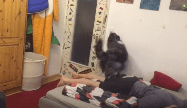 Video es viral en Facebook. El can vio que su propietario estaba exhausto y lo ayudó a acomodarse en su habitación para que pueda descansar. Fotocaptura: YouTube