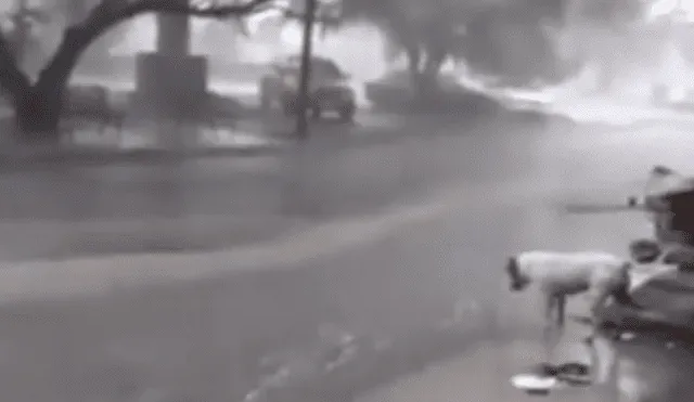 YouTube viral: perro callejero conmueve las redes al recoger la basura en plena lluvia.