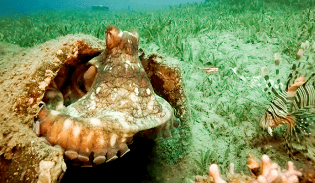 Facebook: enorme criatura marina intenta robar cámara de buzo para tomarse un selfie [VIDEO]