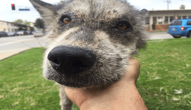 Desliza para ver las fotos de este perro que enamoró a todos en Facebook. Foto: Captura.