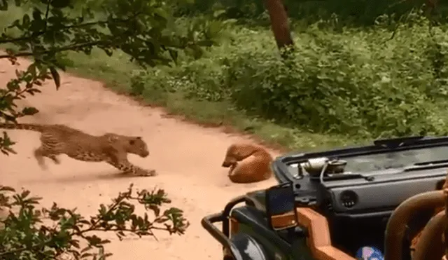 YouTube viral: perro se salva de ataque de leopardo hambriento gracias a truco insólito [VIDEO]