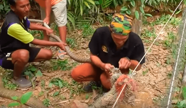 Es viral en YouTube. Enormes serpientes necesitaron la ayuda a de varias personas para ser liberadas tras quedar atascadas en una red de granjero durante un proceso de apareamiento