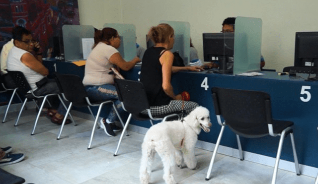 Vecinos de Magdalena del Mar pueden ingresar con mascotas a sedes municipales [VIDEO]