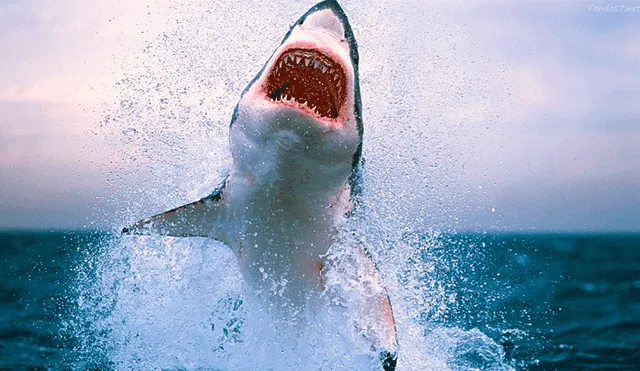 Vía Facebook: graban a chico lanzándose a mar 'infestado' de tiburones y ocurre lo inesperado [VIDEO]