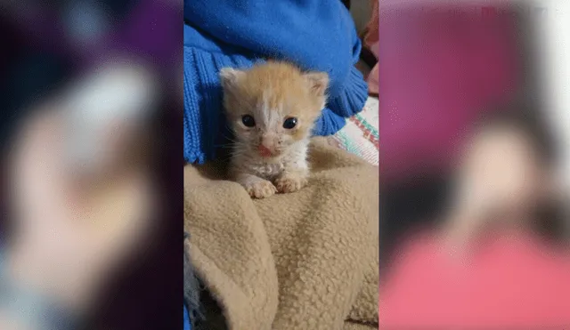 Desliza para ver el radical cambio de este gatito que enamoró a miles en Facebook. Foto: Captura.