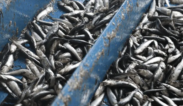 Autorizan inicio de la Primera Temporada de Pesca de anchoveta 