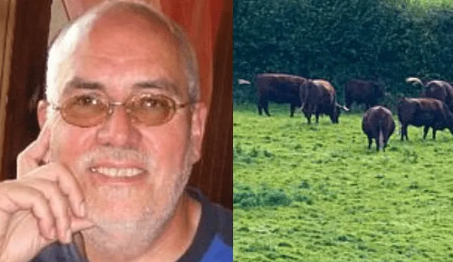 Inglaterra: hombre fue pisoteado por vacas cuando salvaba a su perro