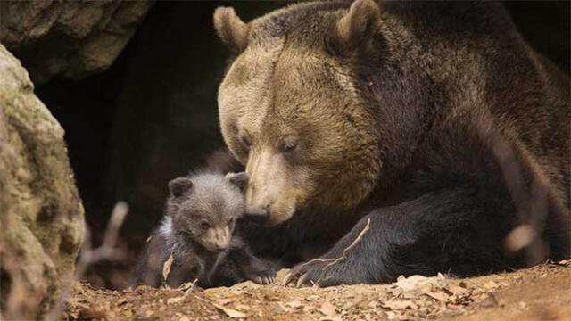 La saliva de los osos guarda un secreto para luchar contra la resistencia bacteriana