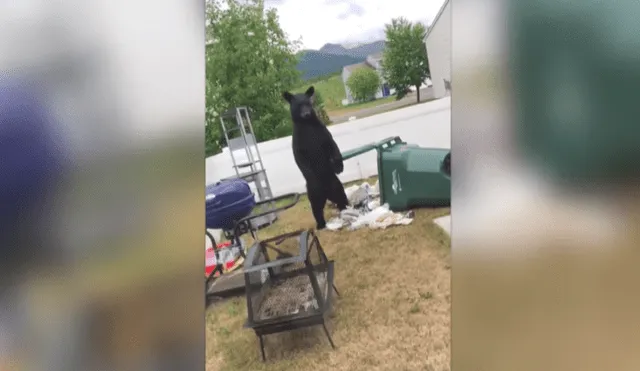 YouTube viral: Joven se enfrenta a oso que invadió su casa