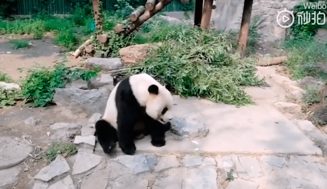 ataque panda