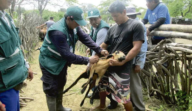 Senasa toma acciones preventivas ante muerte de animales en sierra piurana
