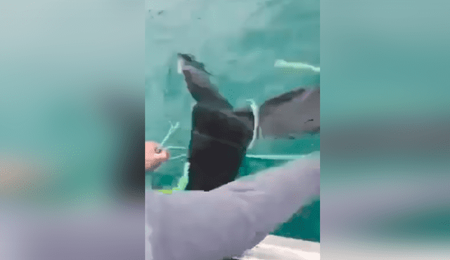 Desliza las imágenes para a la madre orca ayudando a los pescadores a salvar a su bebé. Foto: Facebook