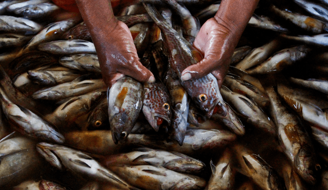 Pesca ilegal representa más de 23 mil millones de dólares al año en el mundo