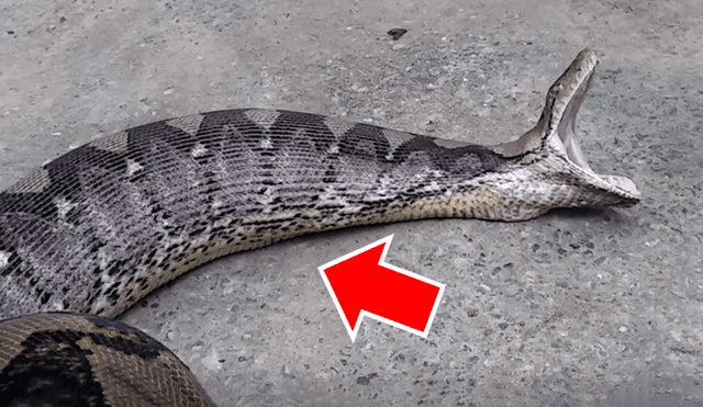 El autor del video de YouTube se acercó a serpiente salvaje para grabar asqueroso momento en que regurgita a un gato