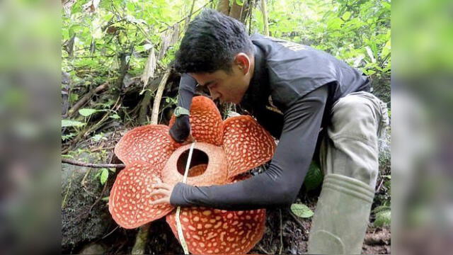 Se creía que la rafflesi más grande medía 107 centímetros de diámetro, pero el pasado 4 de enero floreció un ejemplar que sobrepasa esa medida y rompe el récord.