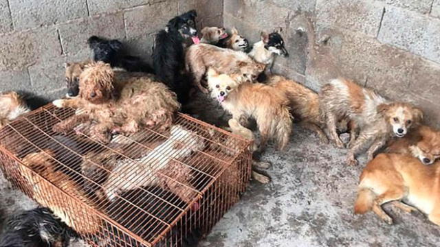 Salvan a 62 perros de morir en matadero para festival en China [VIDEO]