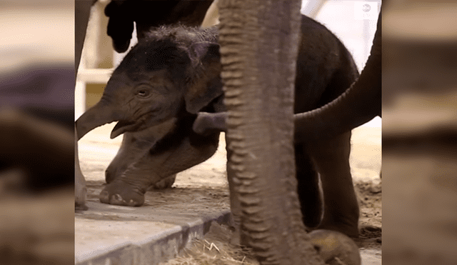 YouTube viral: elefante bebé aprende a dar sus primeros pasos con ayuda de su madre [VIDEO]