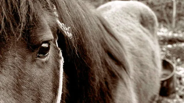 Australia: decenas de caballos y animales salvajes mueren en intensa ola de calor