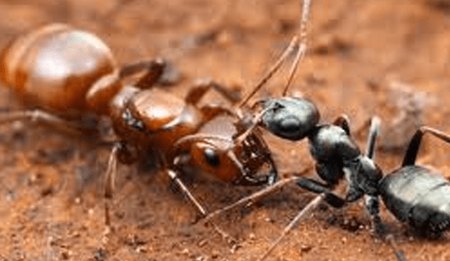 YouTube viral: plaga de insectos aparecen en bosque y turistas graban su veloz recorrido [VIDEO]