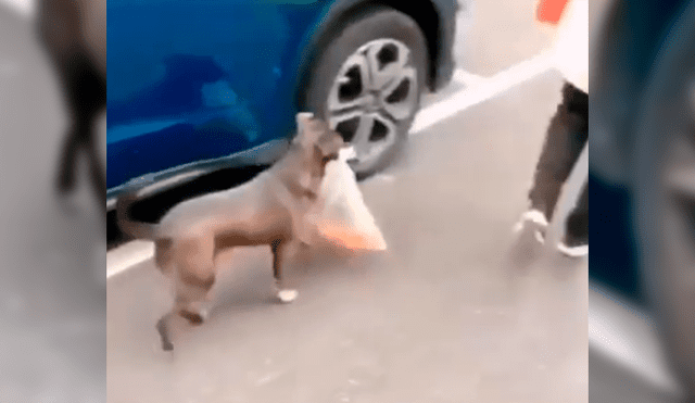 Video es viral en Facebook. El can fue captado durante un noticiero, cuando se narraban los hechos ocurridos en uno de los saqueos en Chile