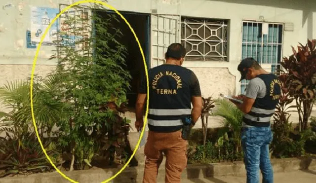 Tarapoto: investigan a anciana que tenía una planta de marihuana en su jardín [VIDEO]