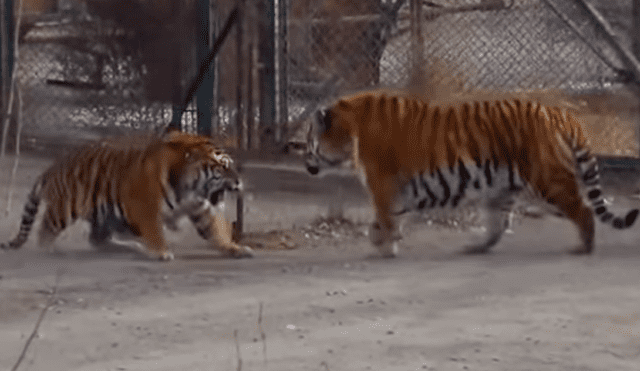 Desliza hacia la izquierda para ver al enorme tigre que se ha vuelto viral en Facebook.