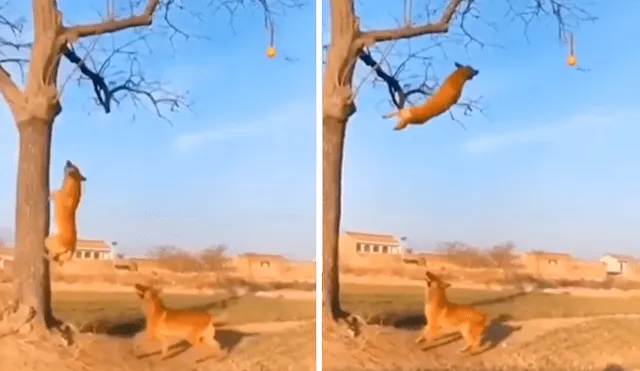 Desliza las imágenes para conocer la increíble hazaña de un perro para alcanzar una pelota en lo alto de un árbol. Foto: Clarín.