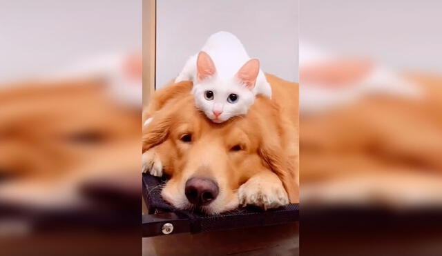 Desliza las imágenes para conocer la verdadera amistad entre un perro y un gato que son inseparables. Foto: Captura de Facebook