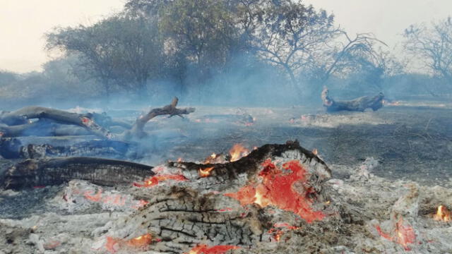 Incendio afecta 120 ha. en Bosque de Pómac