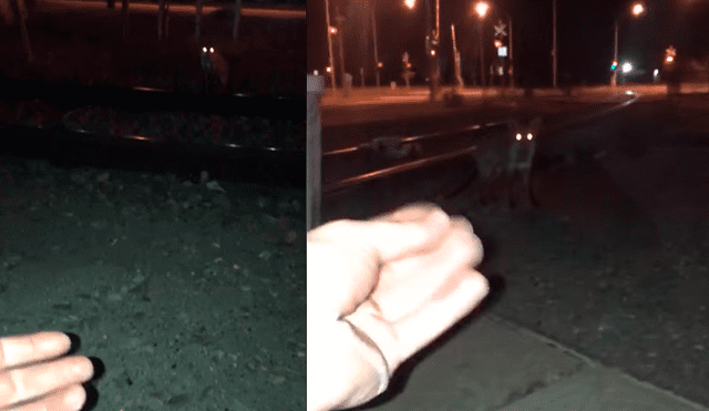 Facebook: joven encuentra a zorro salvaje en la calle, intenta acariciarlo y sufre terrible mordida