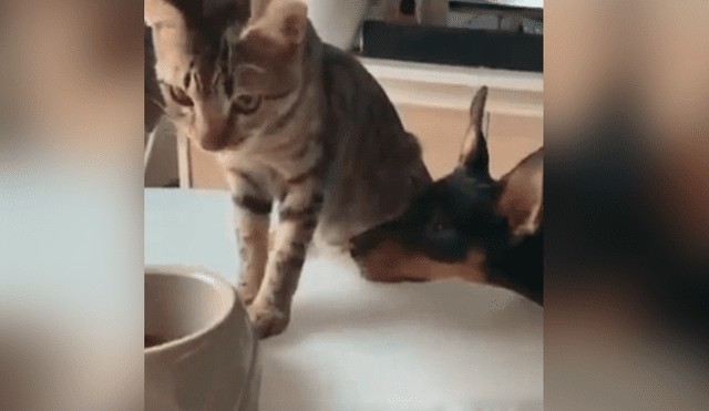 Facebook viral: gato ve que su amigo tenía mucha hambre y hace lo más insólito para ayudarlo
