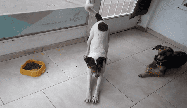 Murió ‘Pirata’, el perro que dio la vida por defender a sus vecinos de los delincuentes [FOTOS]