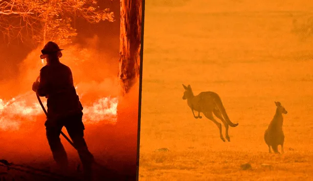 Se estima unos 500 millones de animales muertos por los incendios en Australia.