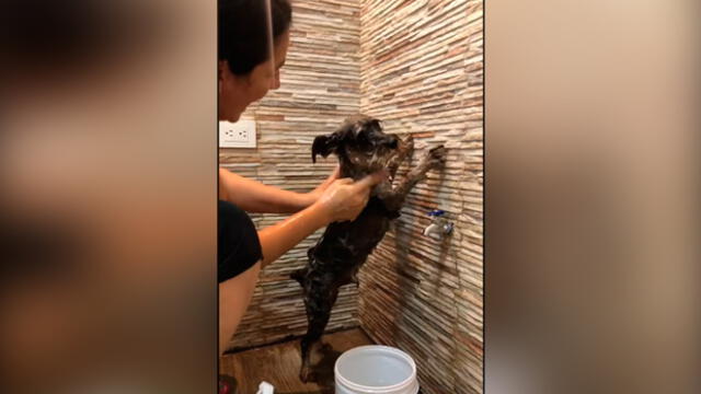 Desliza las imágenes para ver la curiosa escena que protagonizó este travieso perro y su dueña al bañarlo. Foto: YouTube